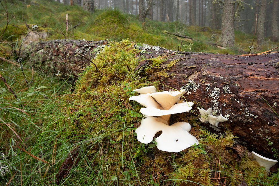 Angel wings, Pleurocybella porrigens, growing on fallen dead wood in pne plantation, Cairngorms National Park