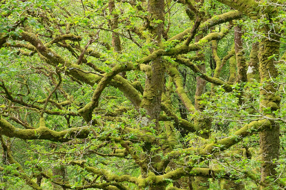 Ancient oak woodland, Sunart Oakwoods, Ardnamurchan, Scotland.