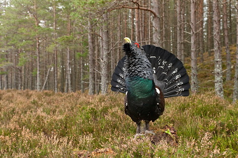 Image illustrating A view on capercaillie management in Scotland