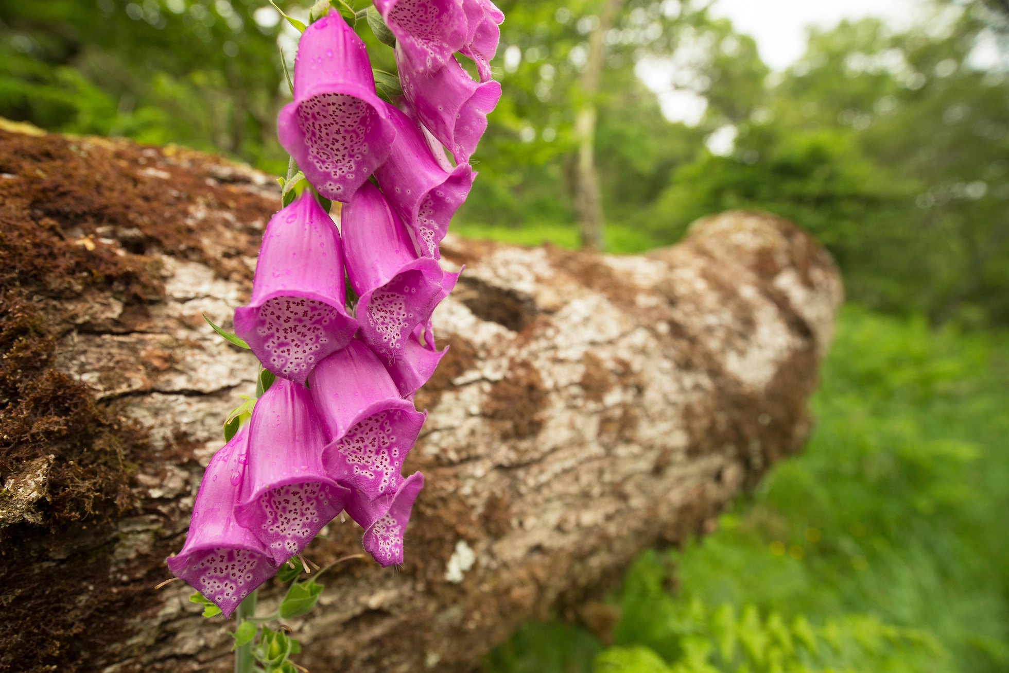 Common foxglove (Digitalis purpurea) growing in oak woodland, Taynish NNR, Argyll, Scotland.