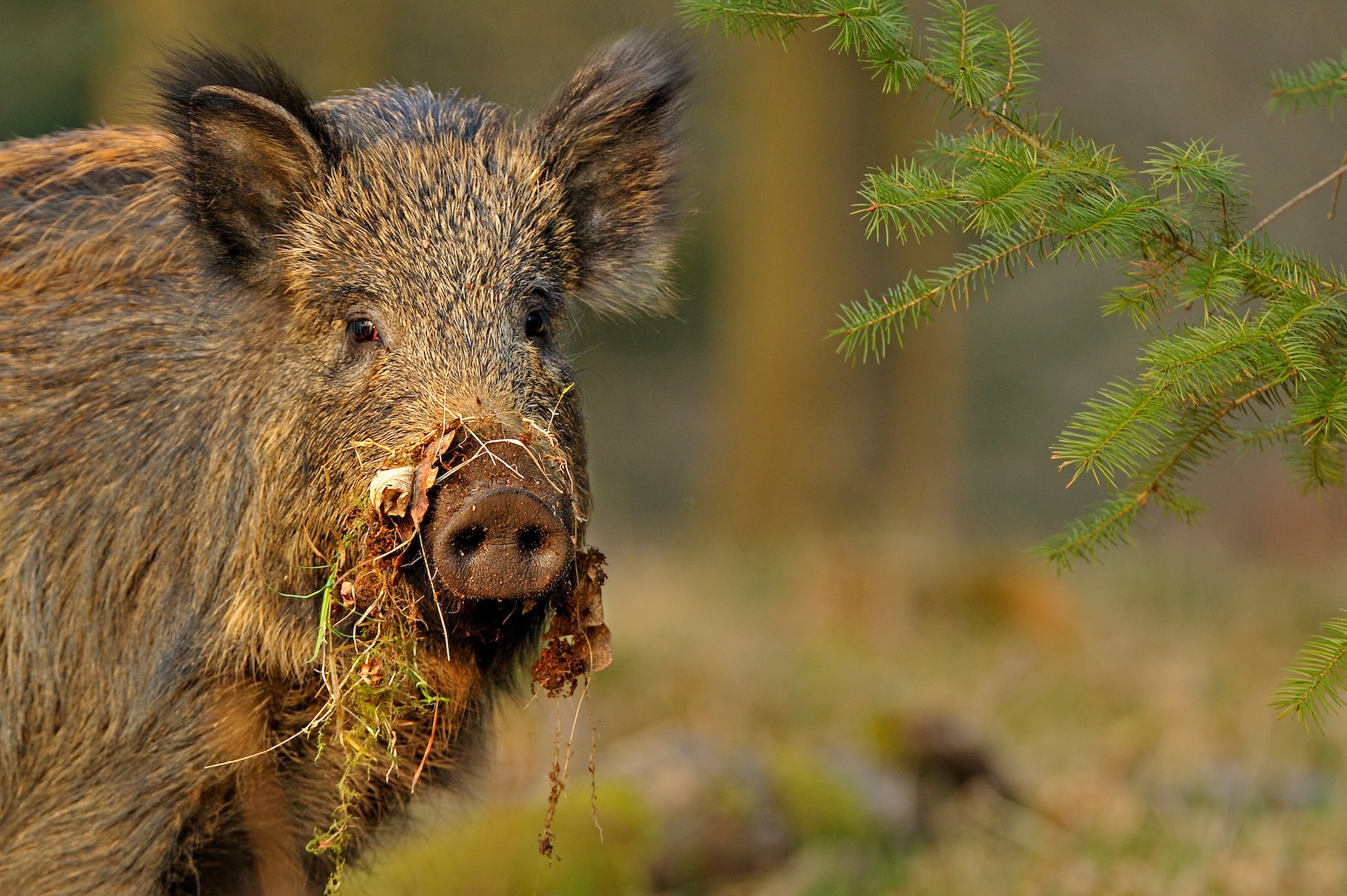 Wild Boar(Sus scrofa)female in forestUK