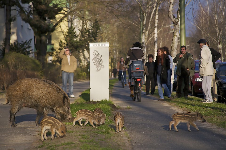 Passanten und Anwohner beobachten Wildschweine (Sus scrofa) auf dem Bürgersteig an der Argentinischen Allee, Berlin, Deutschland. Passers-by and tenants observing wild boars on the curb of Argentinische Allee, Berlin, Germany.