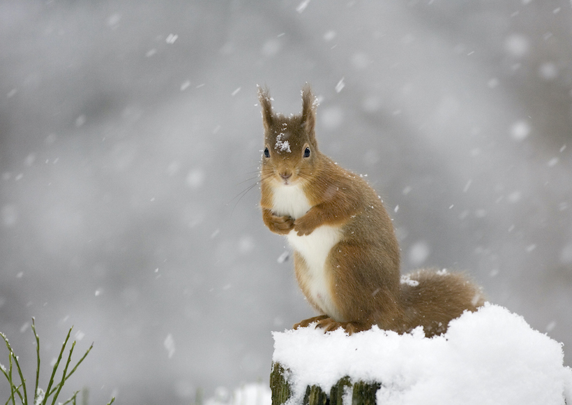 Gift a donation certificate