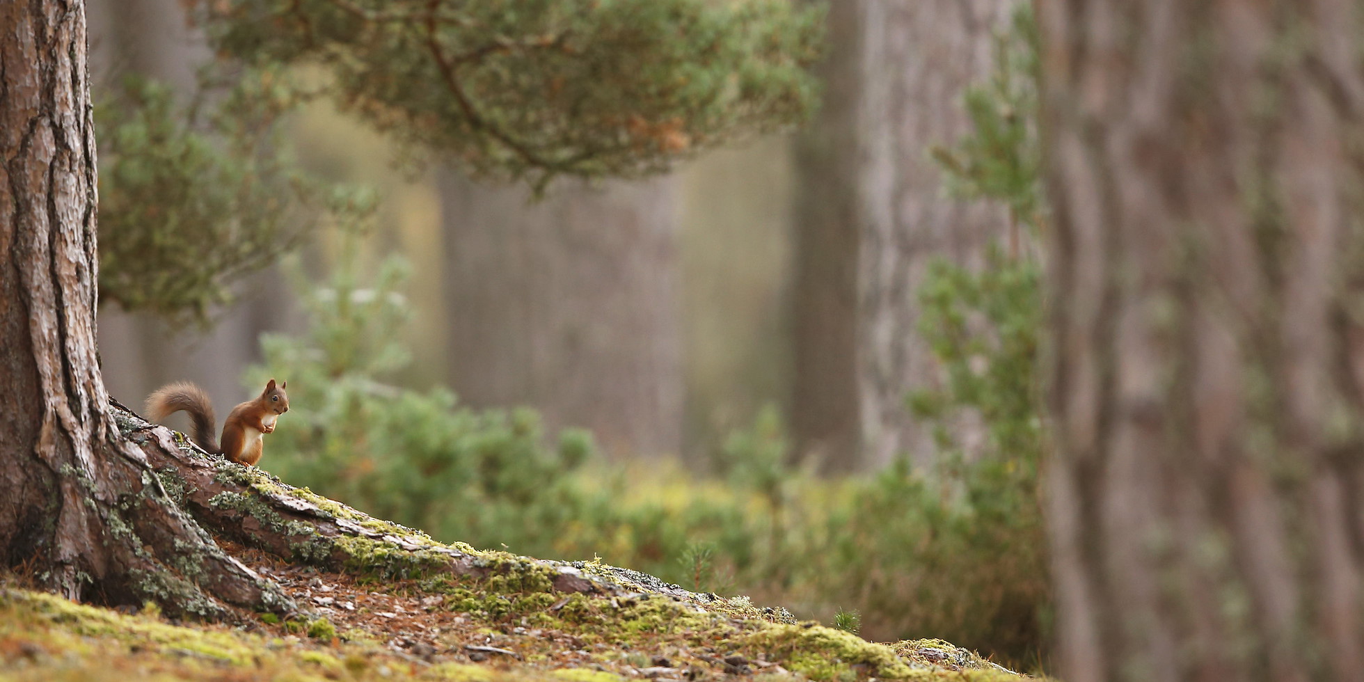 Red Squirrel (Sciurus vulgaris) in mature pine forest habitat; in the Cairngorms National Park, Scotland, UK