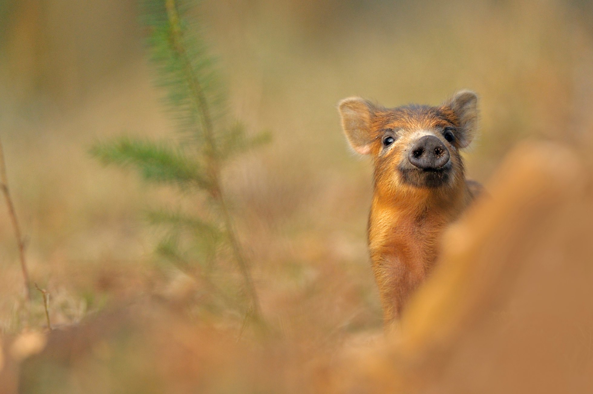 Wild Boar(Sus scrofa)inquisitive pigletUK