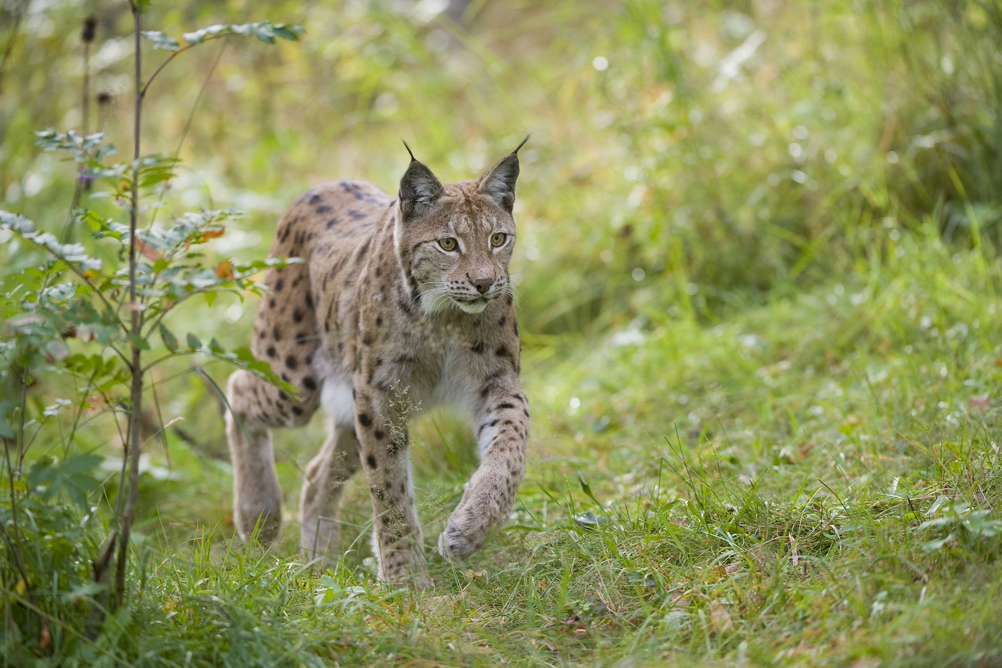 European lynx (Felis lynx) adult female walking through woodland in late summer(captive). Norway, September 2009