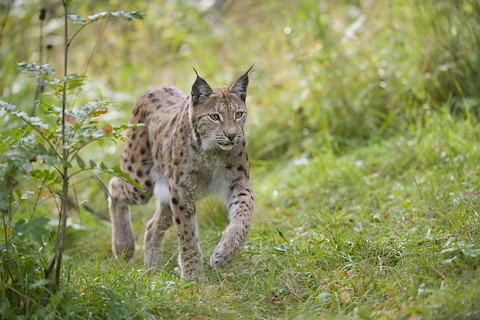 Image illustrating Lynx reintroduction discussed in Scottish Parliament for first time