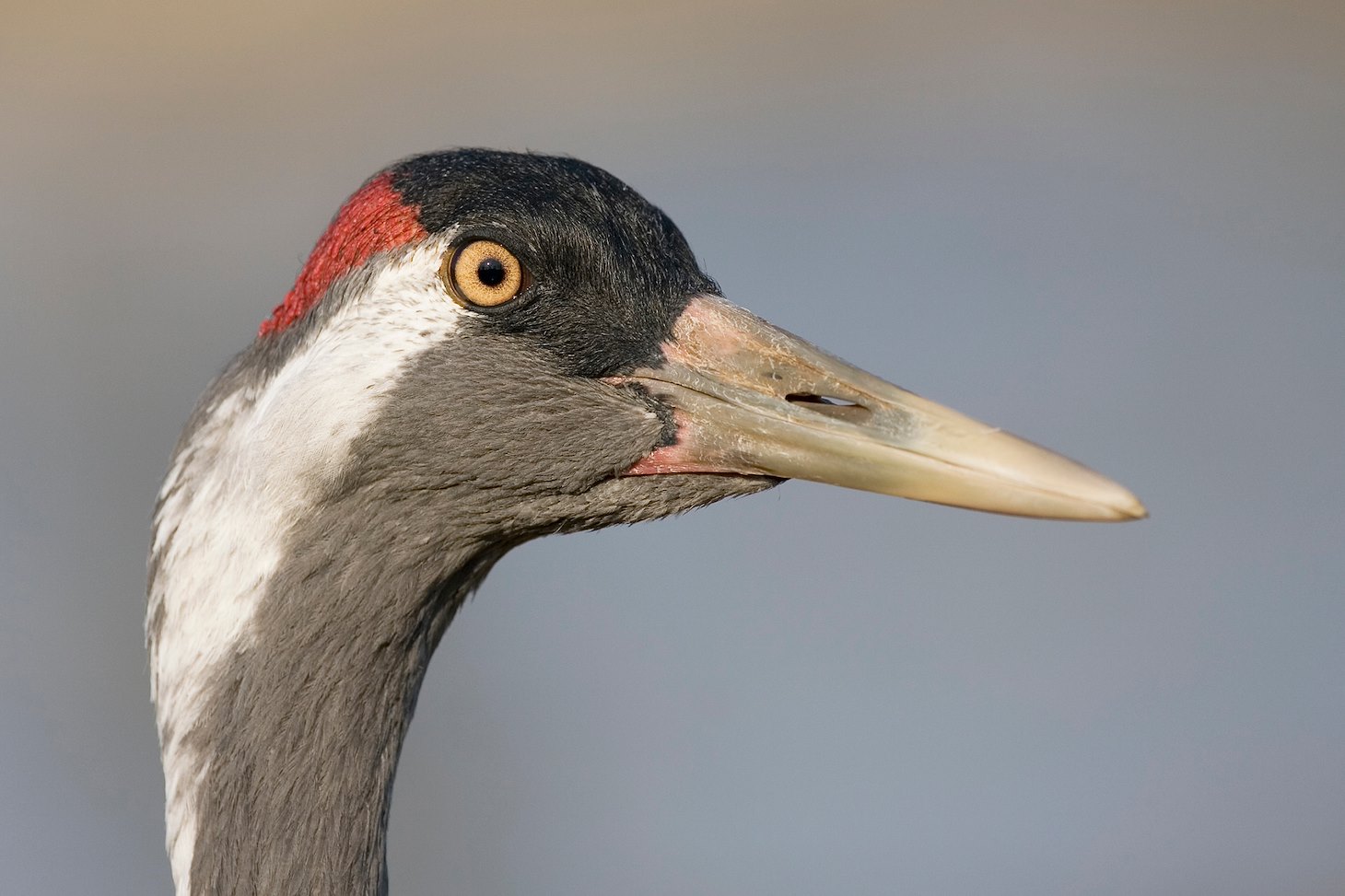 Eurasian Crane (Grus grus) portrait, Hornborga, Sweden.