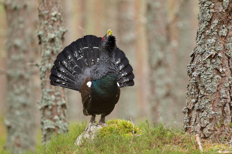 Capercaillie (Tetrao urogallus) adult male displaying in pine forest, Cairngorms National Park, Scotland, February