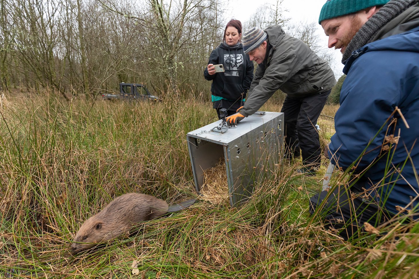 Tom Bowser (owner) releasing adult female beaver at Argaty Red Kite Centre, the first translocation within Scotland, Lerrocks Farm, Doune, Scotland, 29th Nov 2021
