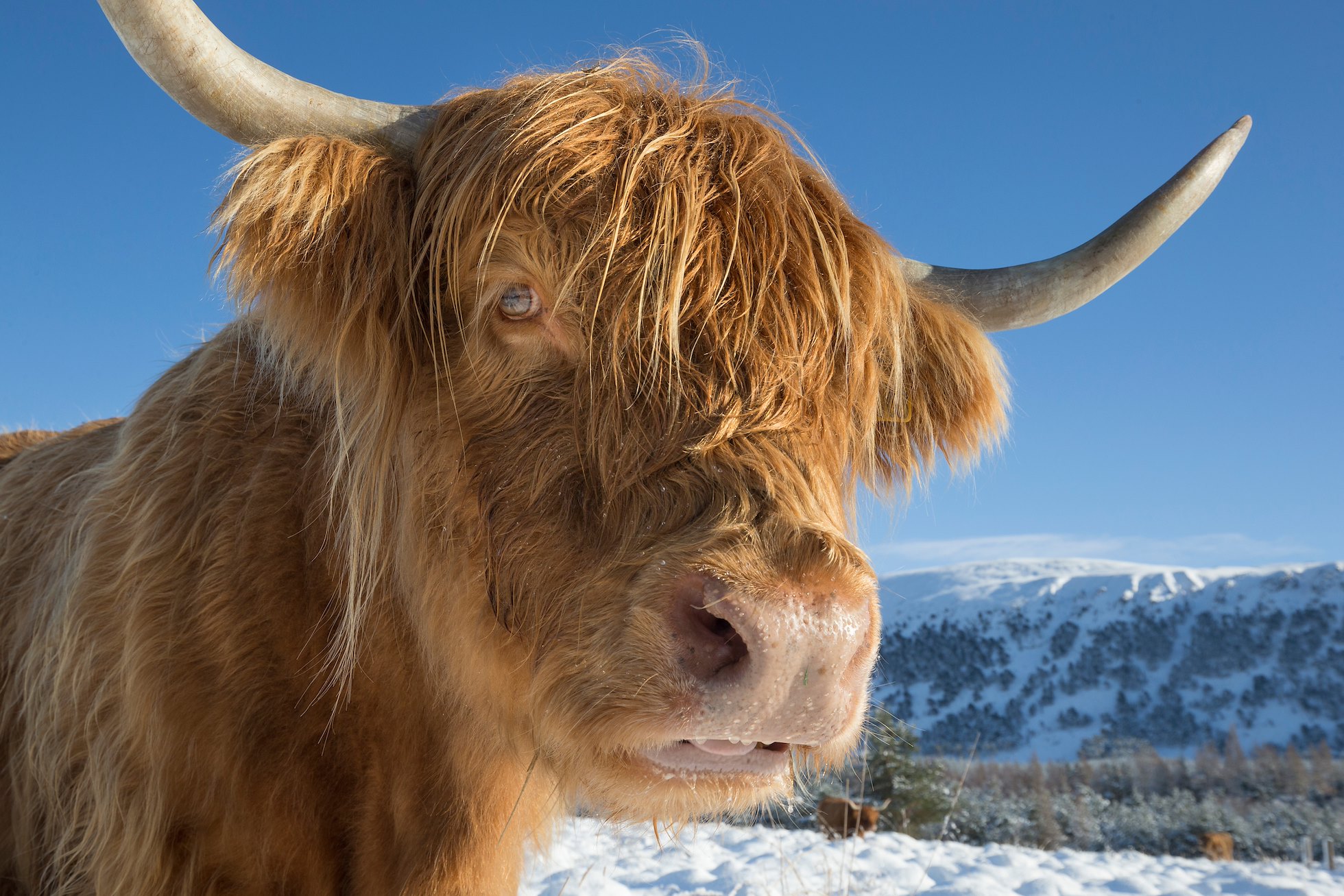 Highland cow close up, Glenfeshie, Scotland.