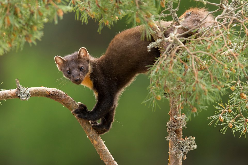 Pine Marten (Martes martes) climbing Scot's pine tree, Scotland
