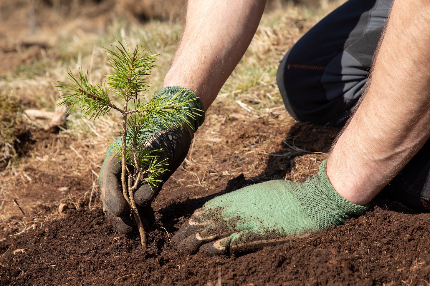 Woman (50 years old) planting tree at Ballinlaggan, a land holding that is part of the Northwoods Rewilding Network, Scotland