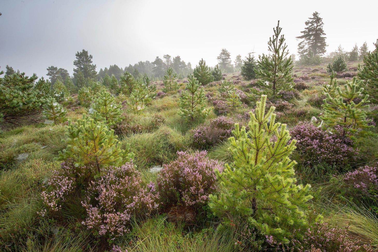 Heather moor, bog and scatered pines, Lynamer, Tulloch, Cairngorms National Park