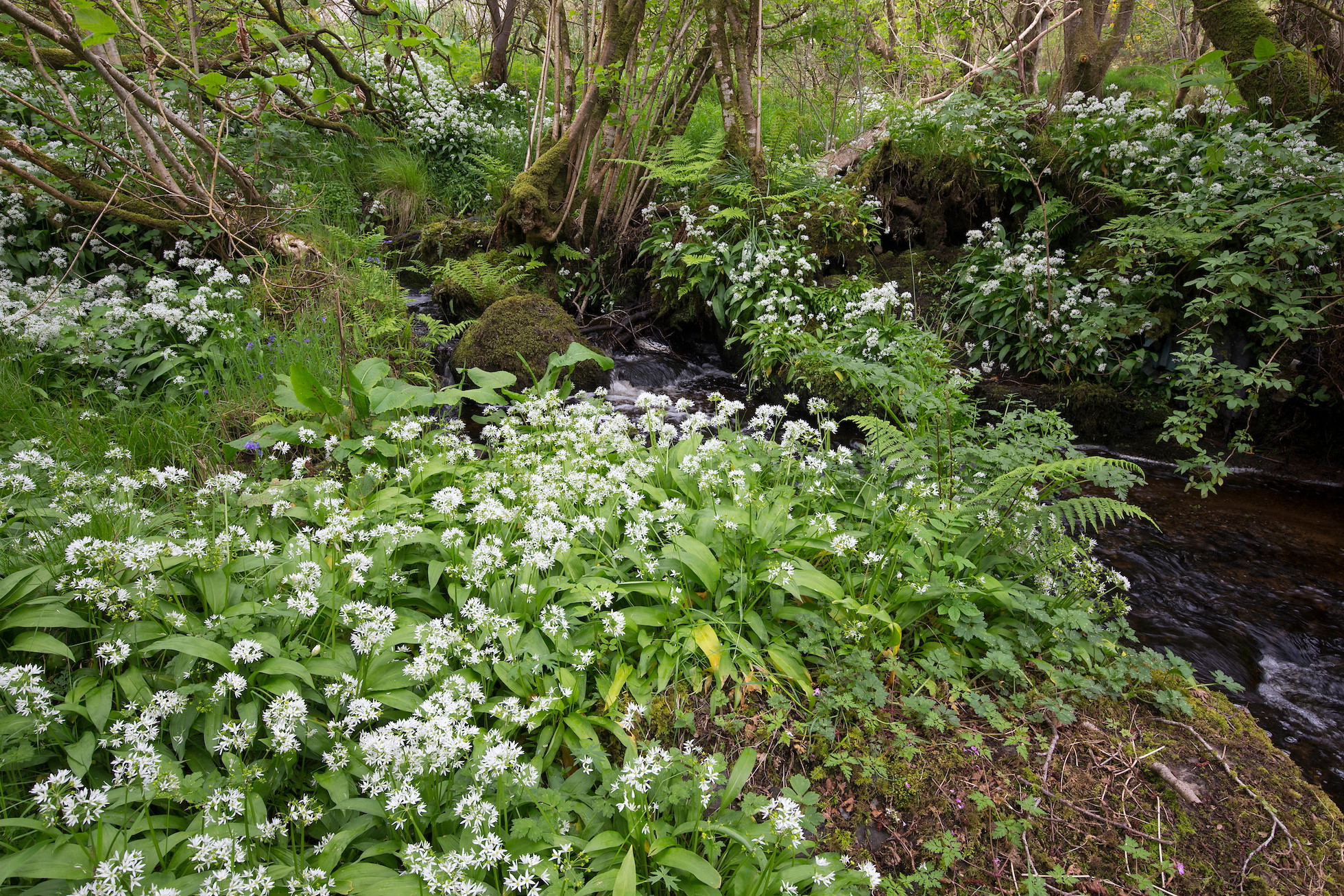 Auchgoyle: burn in woodland