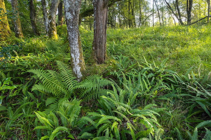 Torcastle Woodland