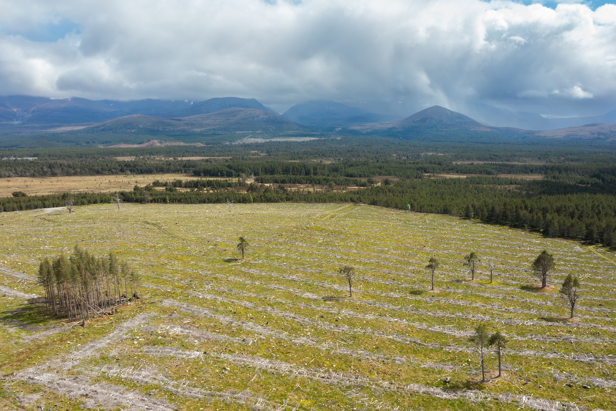 NRN PARTNER: Moormore Woodland NRN PARTNER: Moormore Woodland