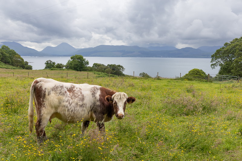 Rhemore Wild Croft
