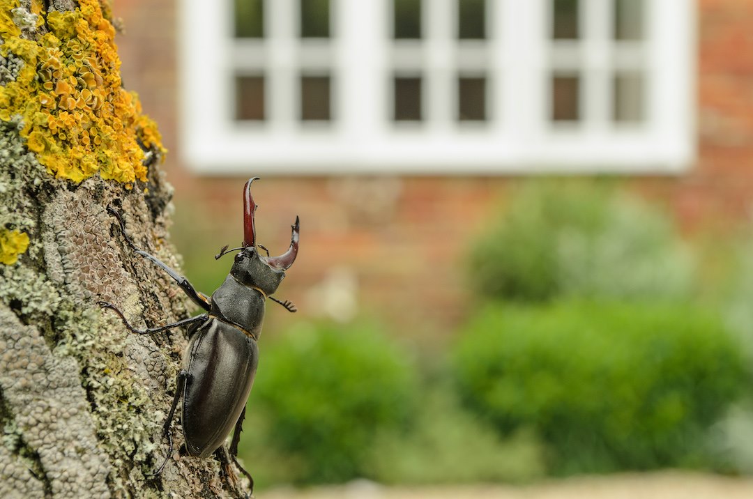 Stag Beetle (Lucanus cervus), Kent, UK. Male in garden where it emerged naturally. Controlled situation.