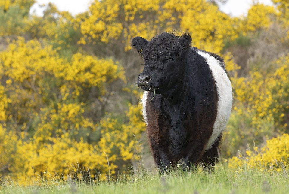Belted Galloway cow on rough grazing pasture in early summer, Ballinlaggan Farm, Cairngorms National Park, Scotland