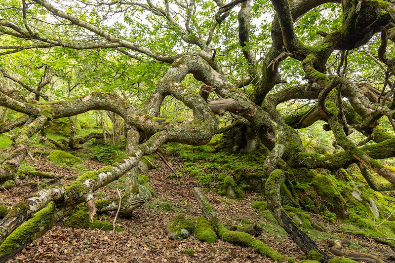 Tieregan Woodland