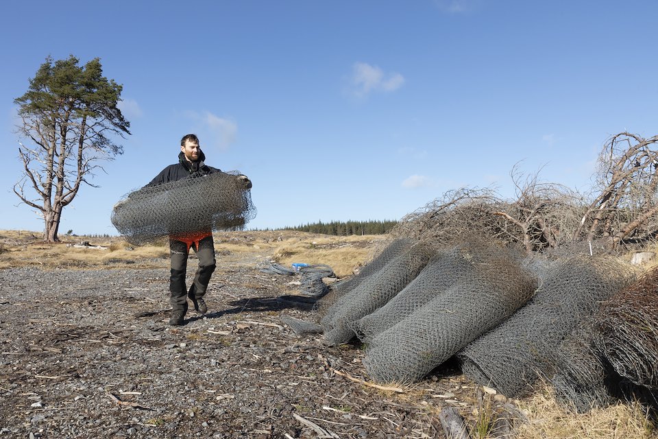 Duncan Lawson (Northwoods landowner) removing deer fencing from perimeter of site, Moremoor, Rothiemurchus, Cairngorms National Park