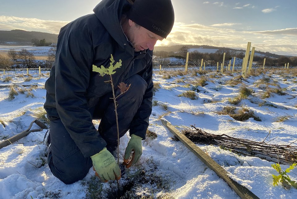 Person (Mark Hamblin) planting oak sapling at Ballinlaggan Farm, a land partner in the Northwoods Rewilding Network, Cairngirms National Park, Scotland