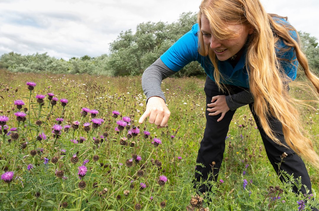 Buglife Conservation Officer, Suzanne Burgess pointing out bee on knapweed in flower meadow on John Muir Pollinator Way, Bo'ness, Scotland