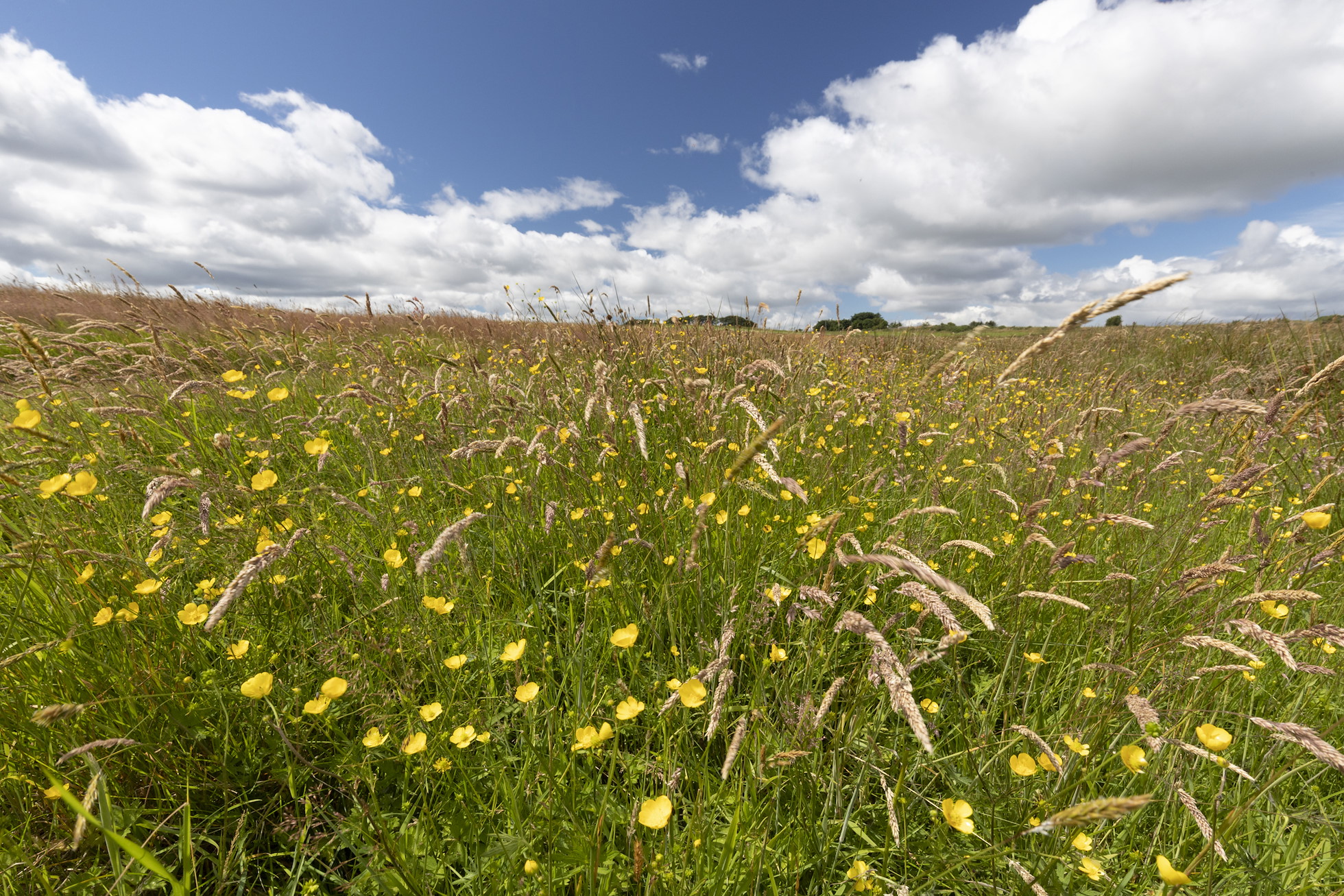NRN PARTNER: Harestone Moss NRN PARTNER: Harestone Moss