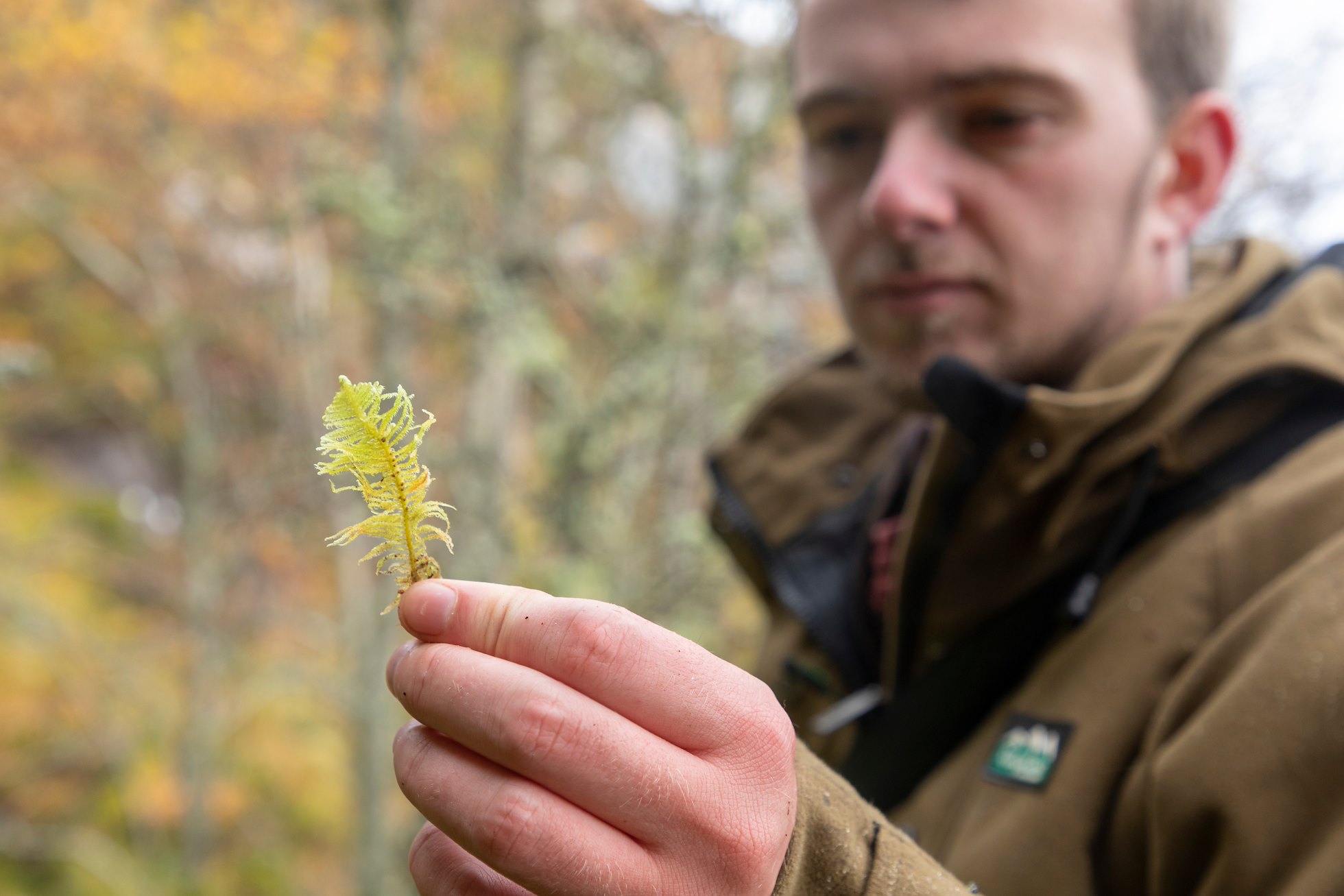 Ecologist, Gus Routledge looking at feather-like structure of moss sp. Glen Einich, Cairngorms National Park