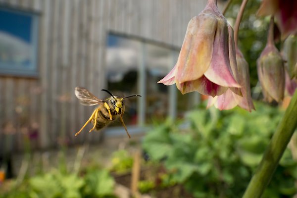 1. GIVE INSECTS A HOME