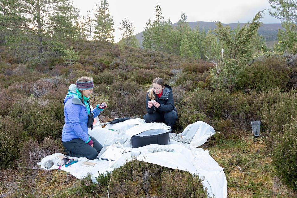 Ecologists, Ellie Dimambro-Denson and Christina Hunt, checking moth trap as part of montioring work for Cairngorms Connect, Inshriah Forest