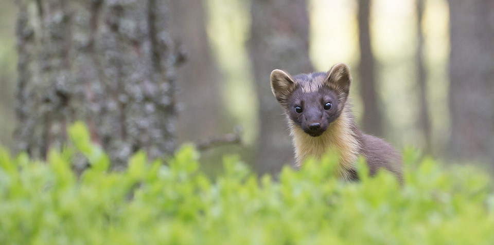 REWILDING JOURNEYS Get up close with amazing wildlife