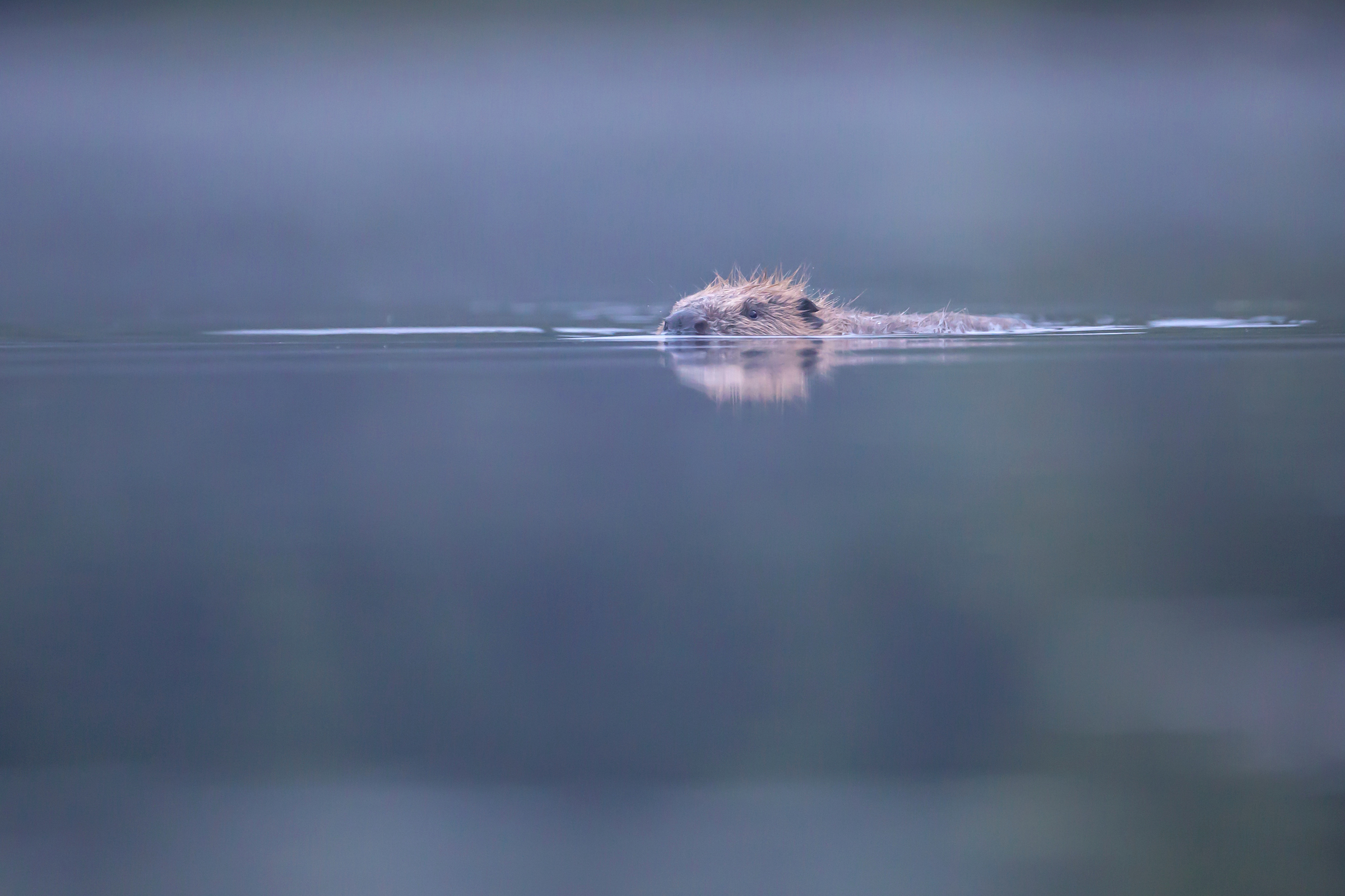 Photo of WALK | REWILDING IN AN URBAN ENVIRONMENT: THE IMPORTANCE OF RIVERS