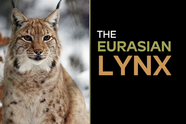 A BEGINNER'S GUIDE TO LYNX