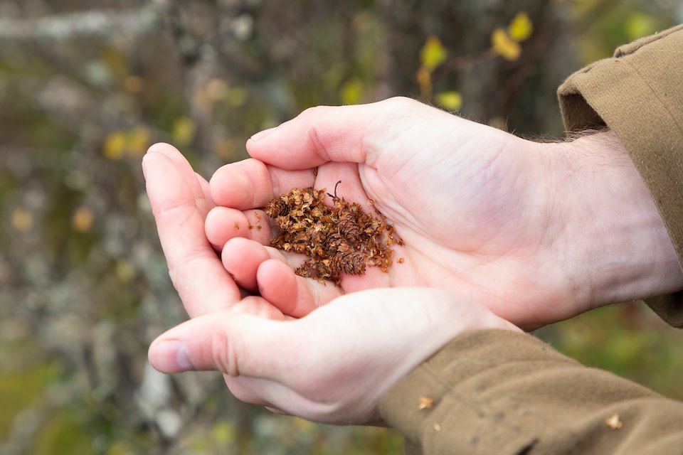 Ecologist, Gus Routledge collecting seed for the Mountain Birch project in Glen Einich, Cairngorms National Park