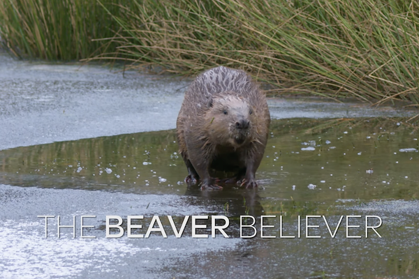 The Beaver Believer