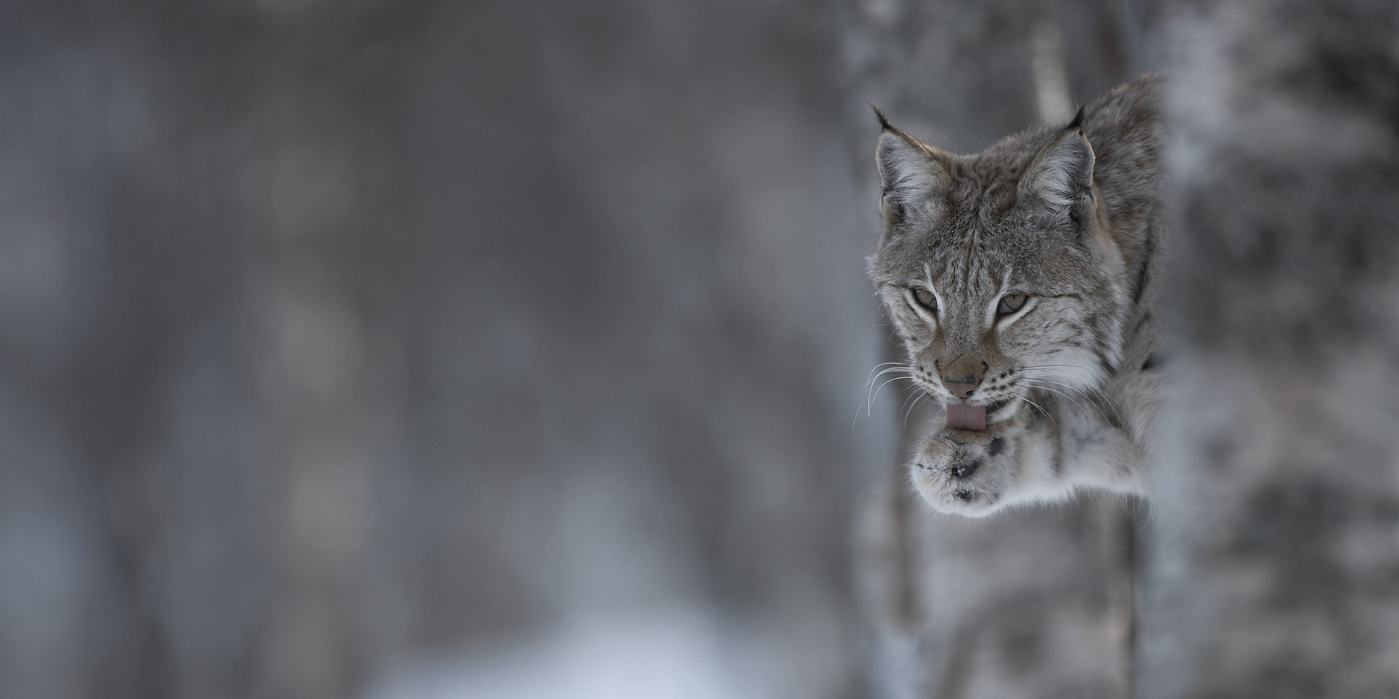 European lynx (lynx lynx) grooming in boreal birch forest, Bardu, Norway (c)