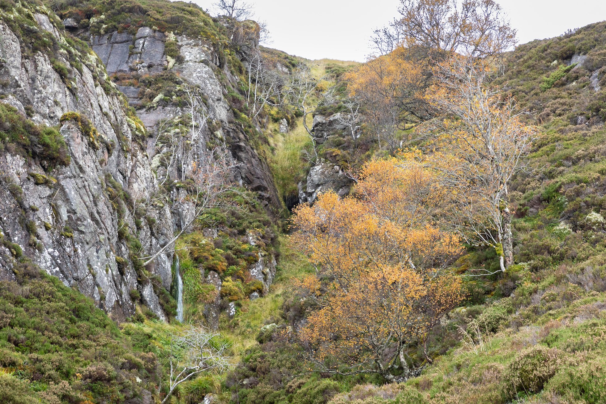 Mountain birch, Betula sp. growing at high altitude in Glen Einich, Cairngorms National Park