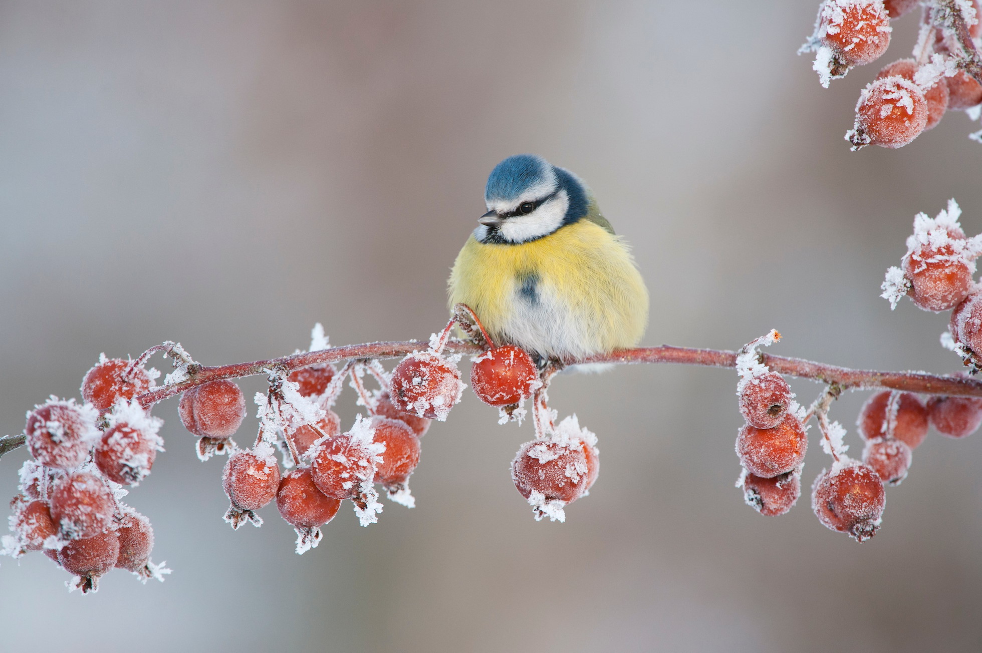 Blue tit (Parus caeruleus) adult perched in winter, Scotland, UK