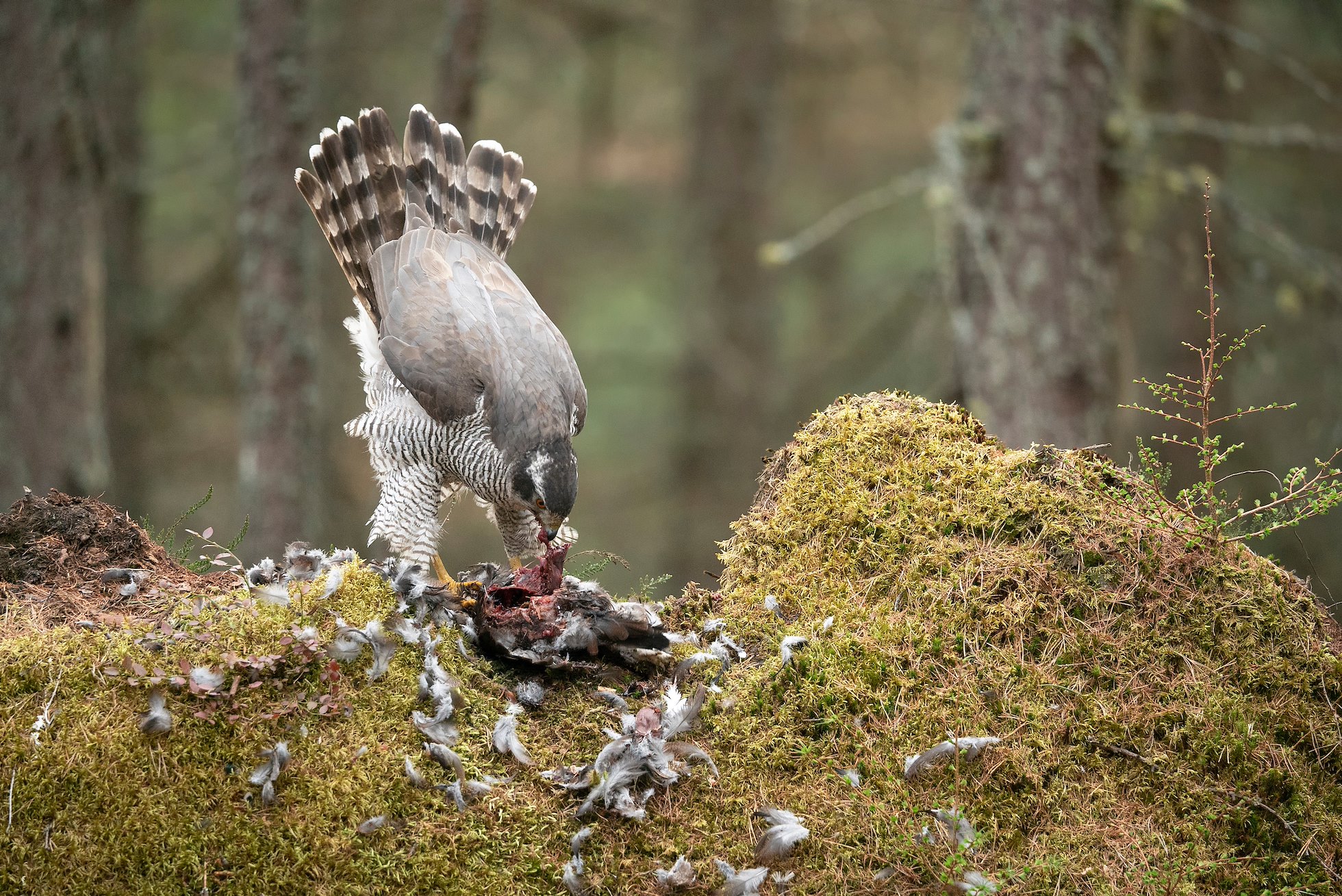 Goshawk, Accipiter gentilis, female feeding on red grouse on plucking stump in forest, Scotland