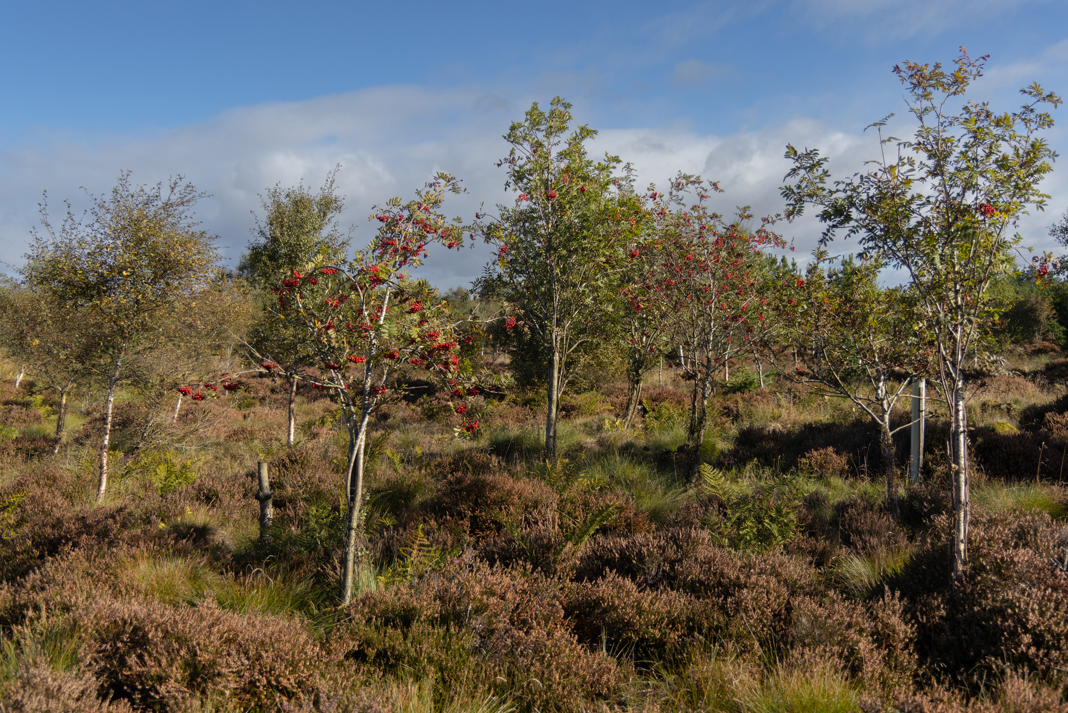 Leadburn Community Woodland NRN Partner SCOTLAND The Big Picture