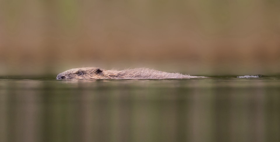 REWILDING JOURNEYS Learn about transformational rewilding initiatives