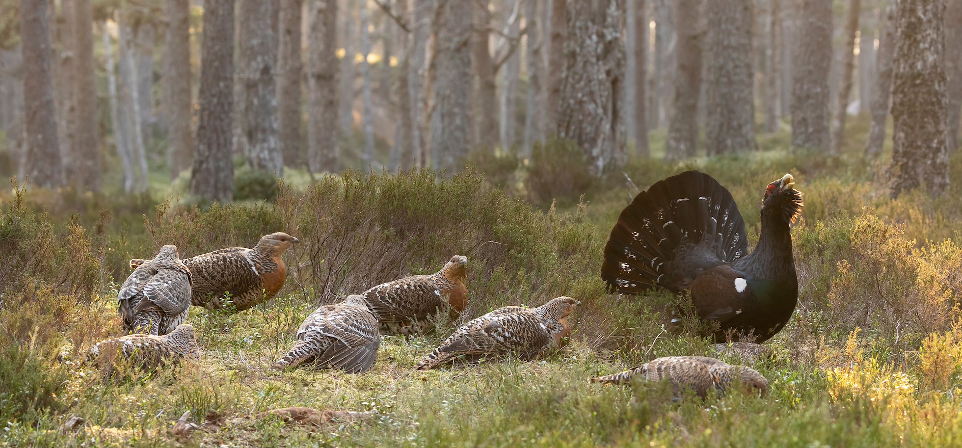Capercaillie, Tetrao urogallus, male displaying surrounded by hens on lek at sunrise, April