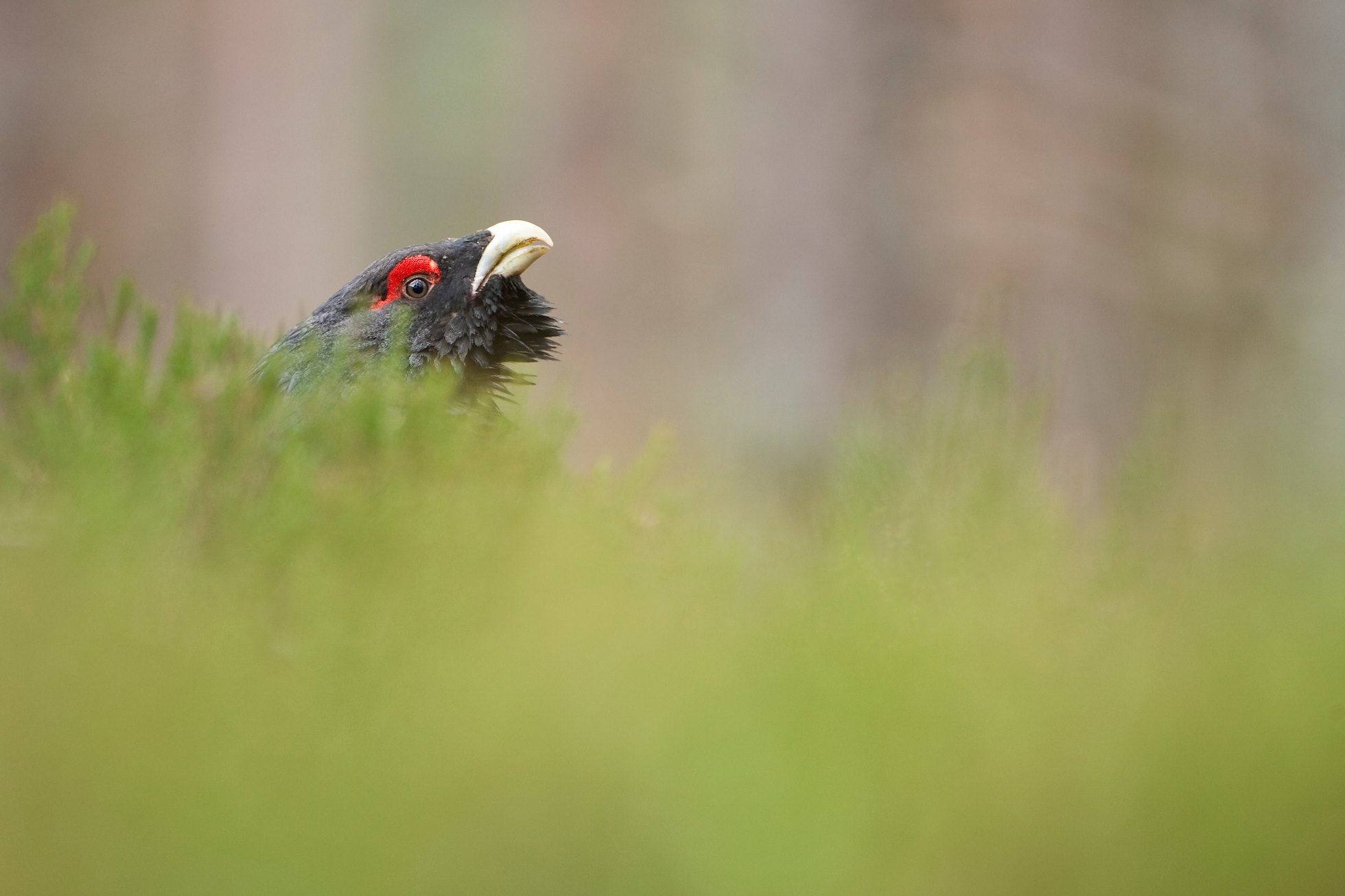 Capercaillie Tetrao urogallus close-up portrait of adult male in pine forest. Glenfeshie, Cairngorms National Park, Scotland. April 