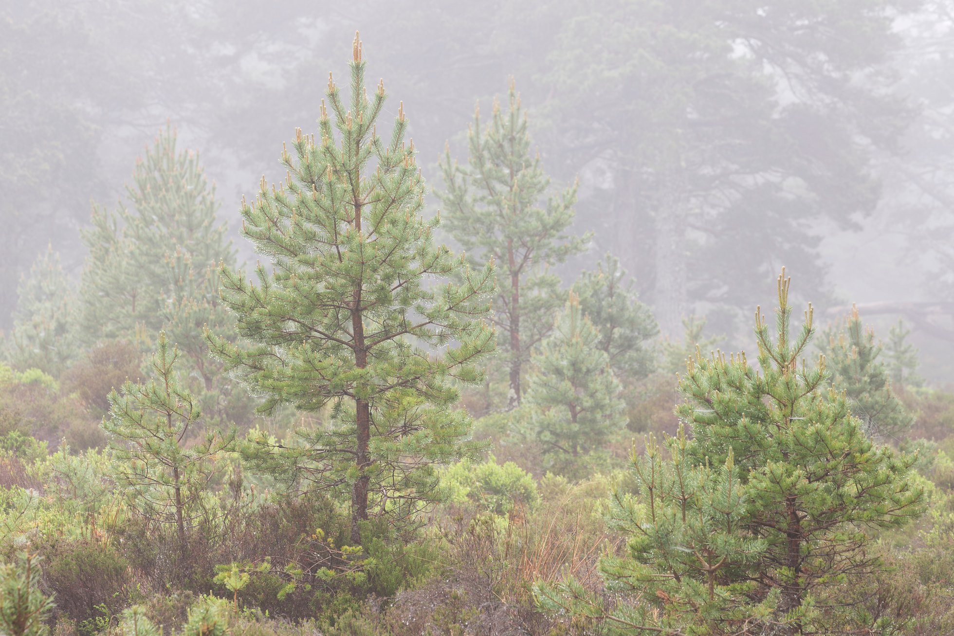 Young scots pines regenerating after removing grazing pressure, Rothiemurchus Forest, Scotland.