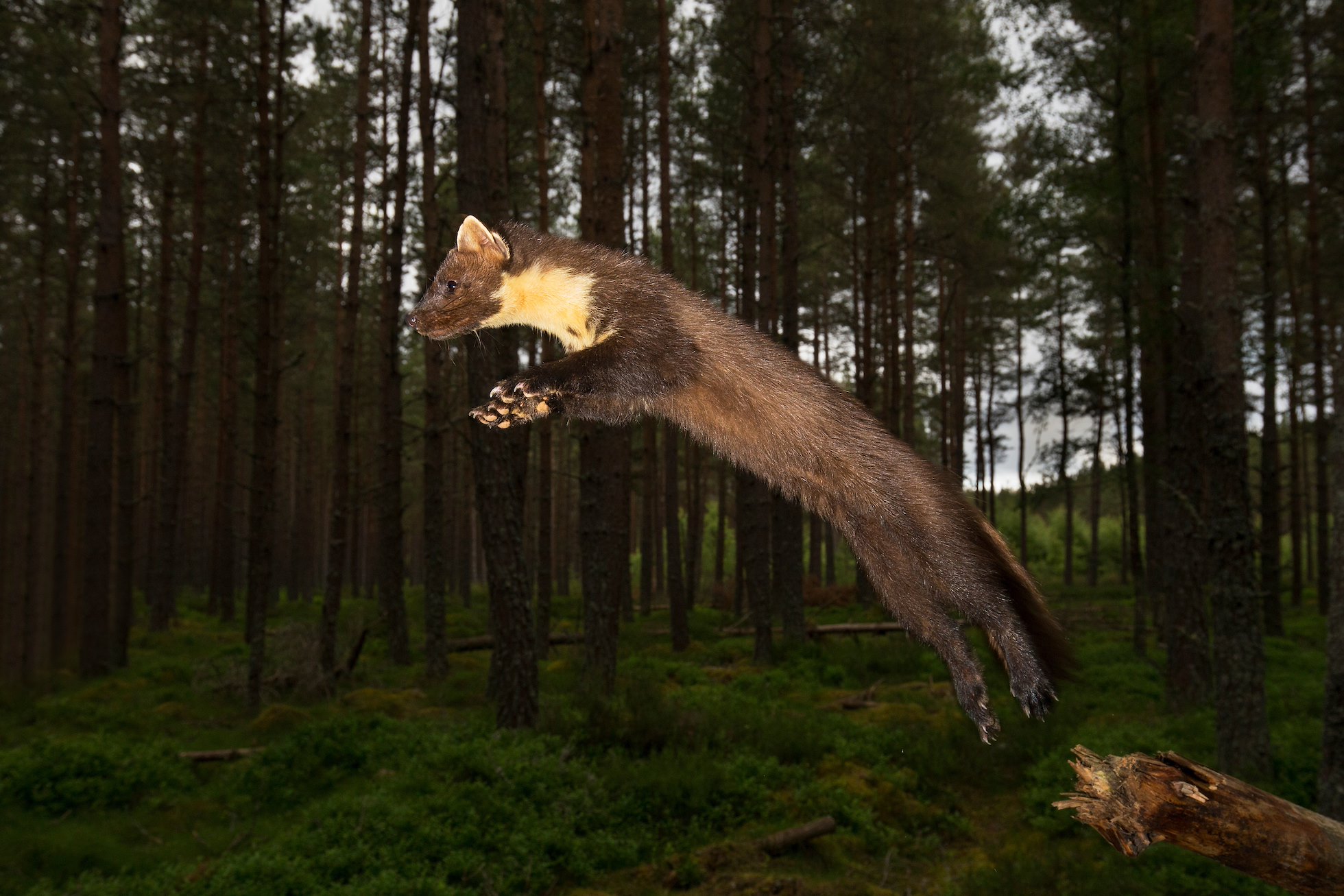 Pine marten (martes martes) leaping in woodland at dusk, Scotland.