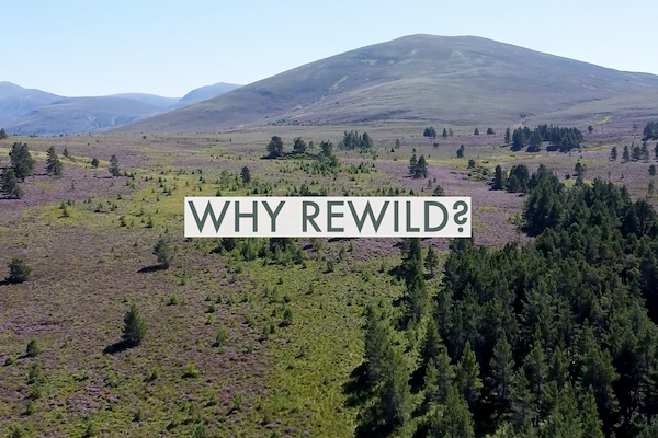 WHY REWILD?