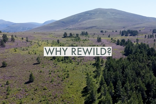 WHY REWILD? WHY REWILD?