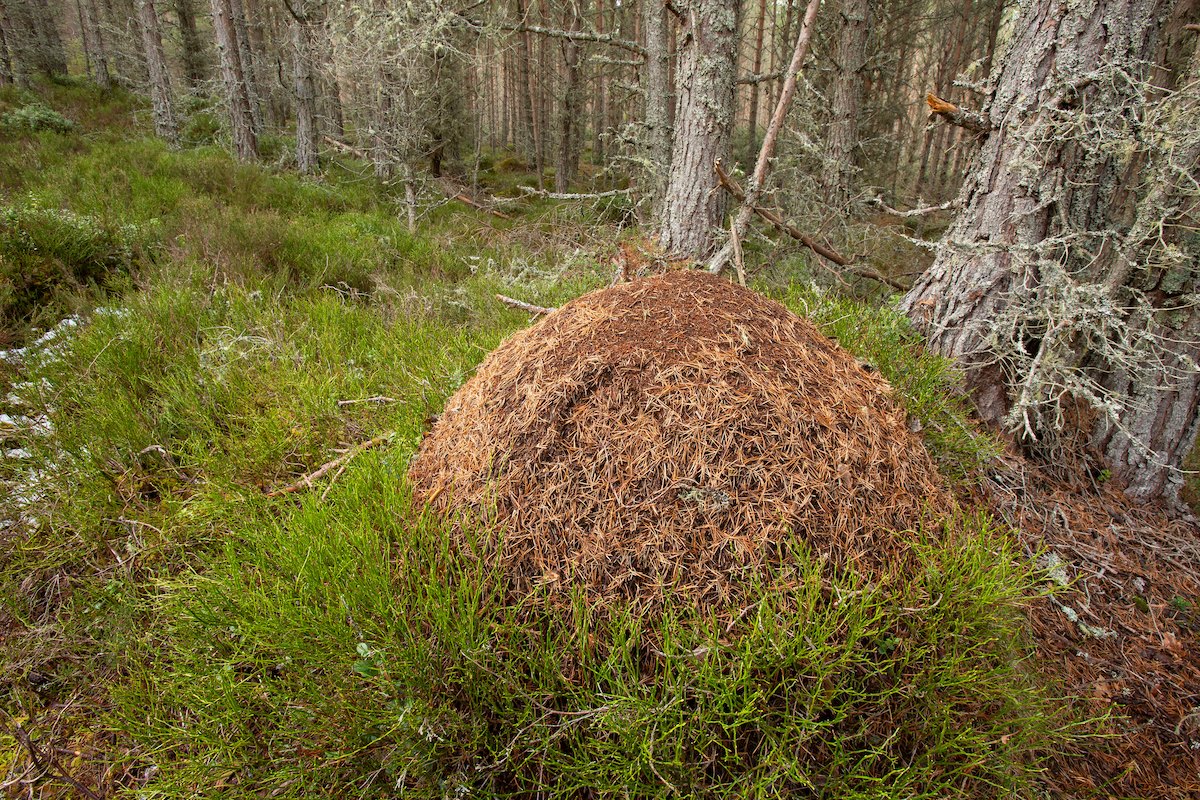 Wood ants nest in pine woodland, Abernethy Forest, Cairngorms NP, Scotland